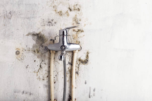 Best DIY Mold Remediation Support Services in Highpoint, OH