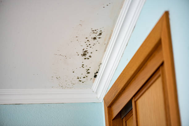 Best White Mold Remediation in Highpoint, OH