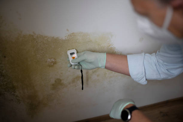 Best Insurance-Related Mold Remediation in Highpoint, OH