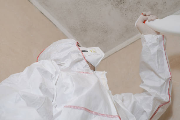 Best Residential Mold Remediation in Highpoint, OH