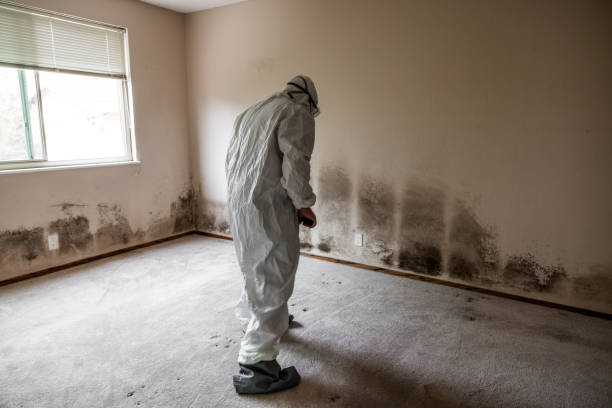 Best Attic Mold Remediation in Highpoint, OH